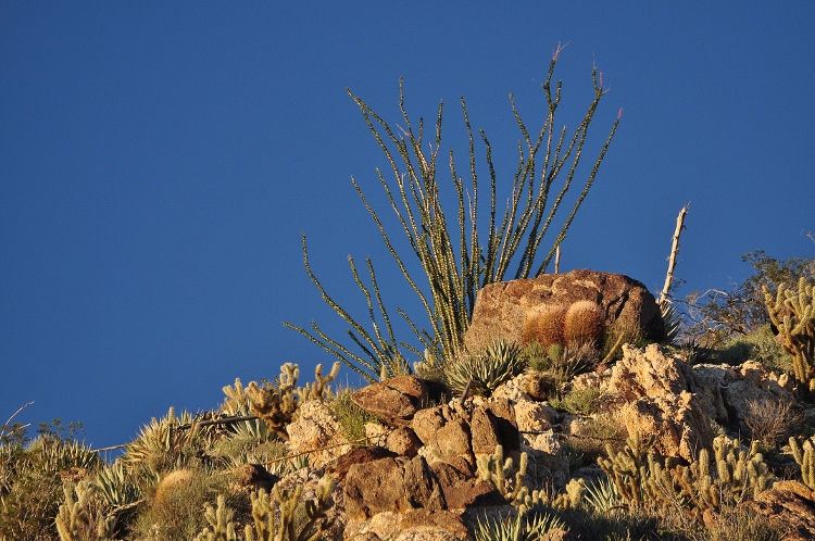 rocky ridge with ocatillo at top